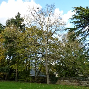 Acacia à poil, c'est l'automne