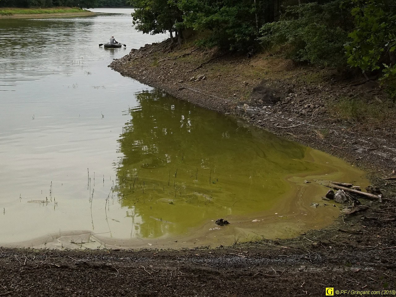 Algues vertes dans lac pour eau du robinet - 27/07/2018