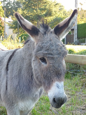 Âne Anniversaire, croisé le 07/10/2015