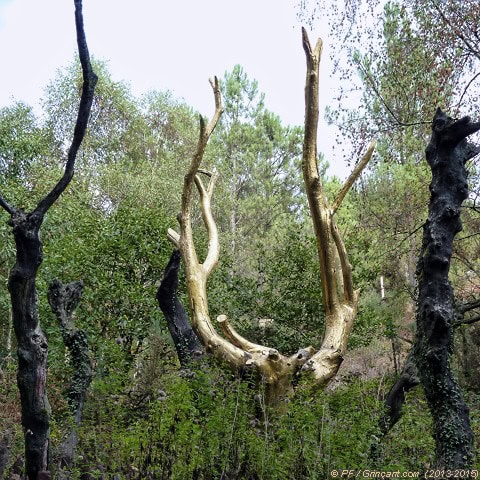 L'Arbre d'Or de la forêt de Brocéliande ou 