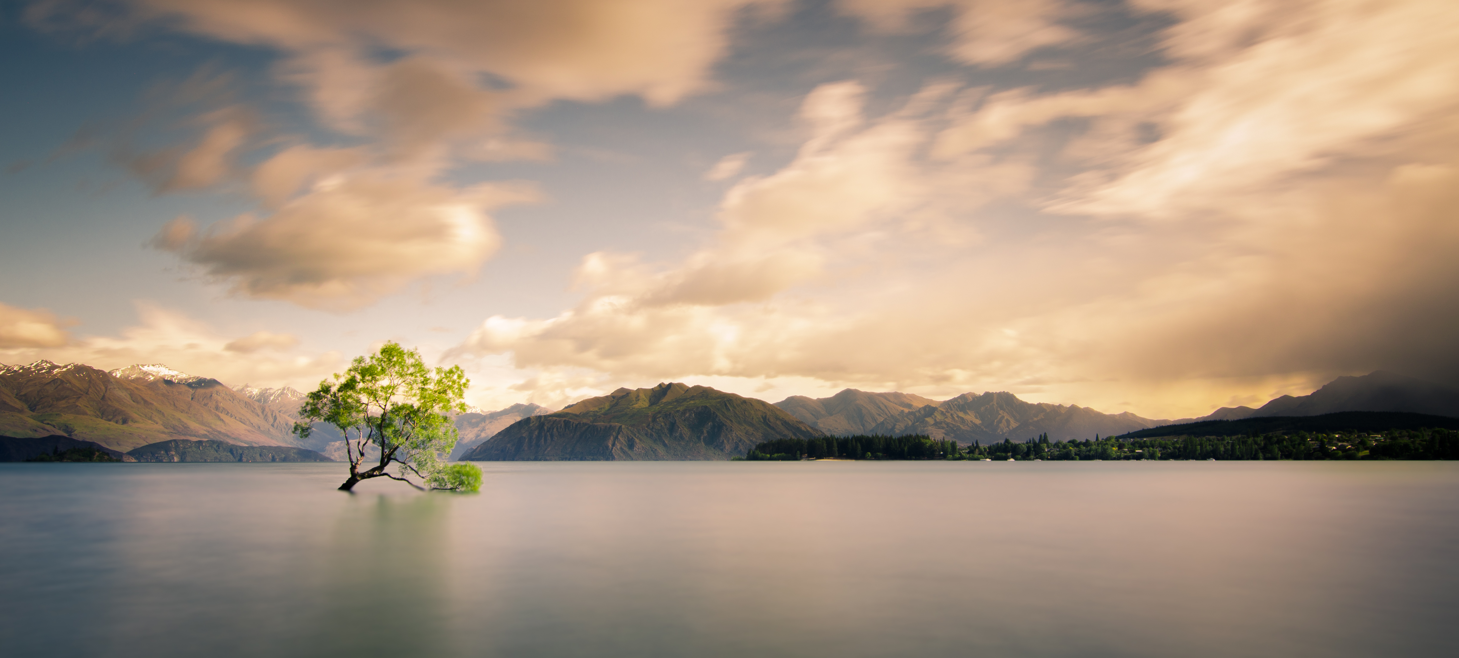 Arbre de Wanaka avant son saccage