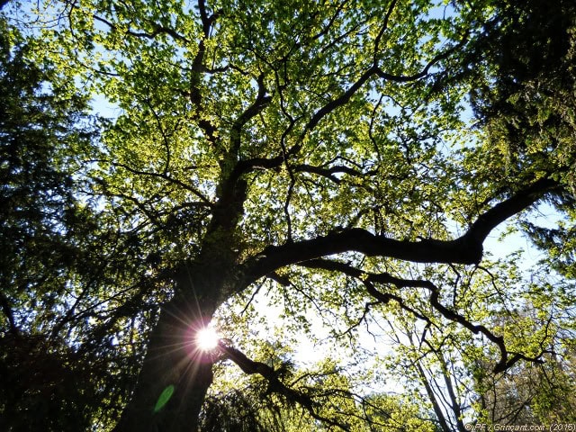 Arbre et clin d'œil solaire