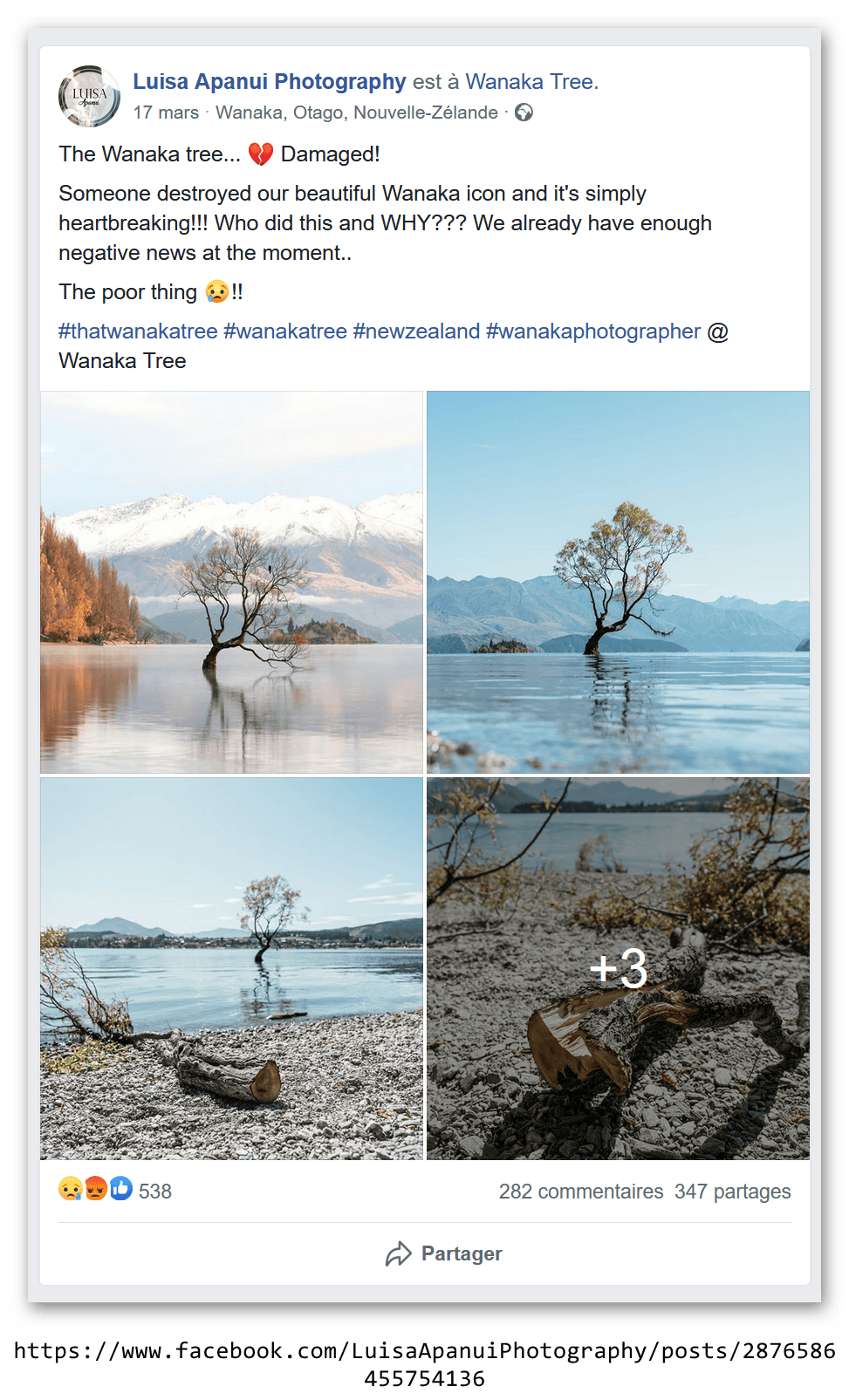 Arbre de Wanaka par Luisa Apanui (sur Facebook)