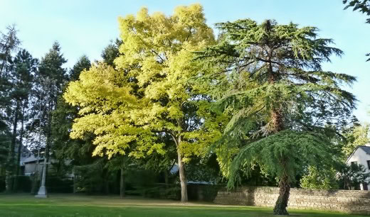 Arbres enclos de l'église