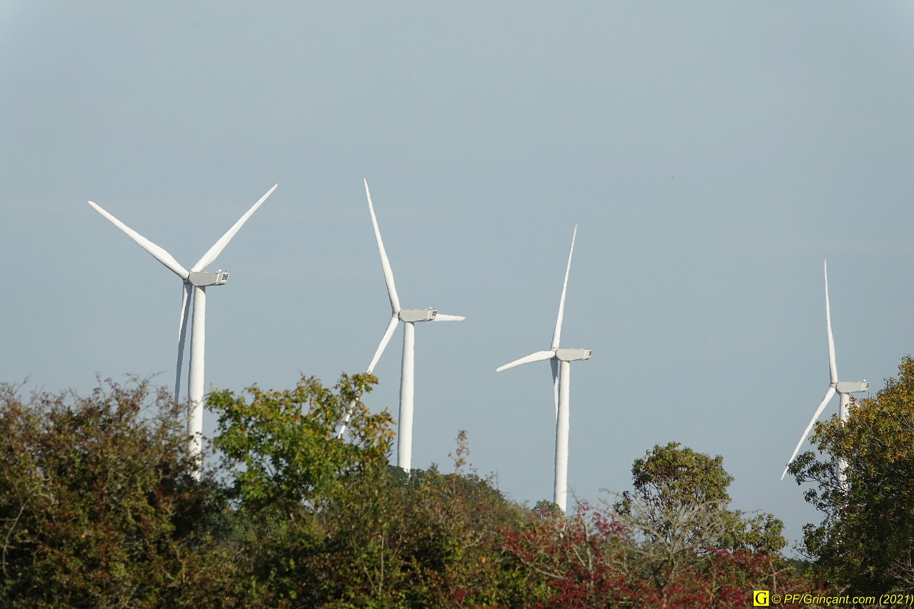 Au-delà des marais, des éoliennes