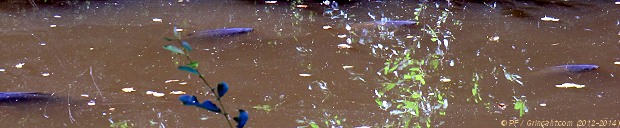 Des carpes se reposent, comme les ministres