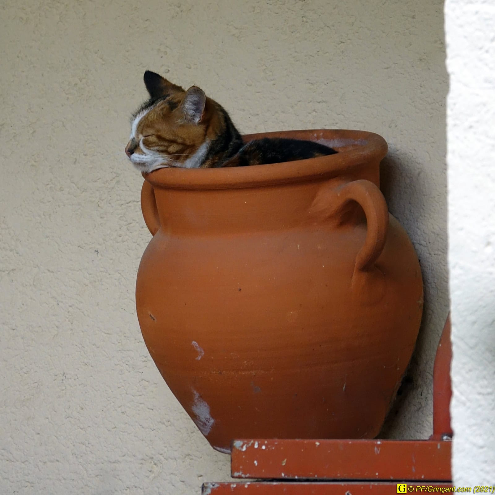 Chat dans un pot de terre