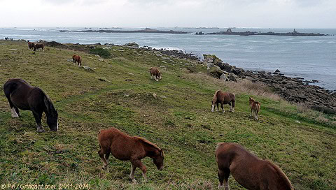 Chevaux sur une côte du Finistère (29)