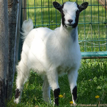 Chevreau observateur