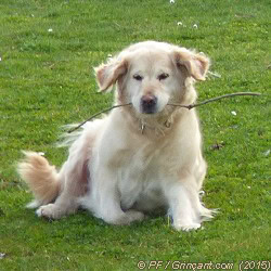 Chien qui ne lâche pas sa branche