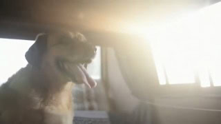 Chien dans Combi VW