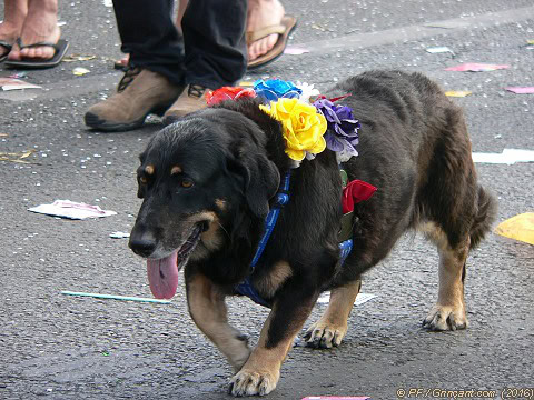 Chien manifestant
