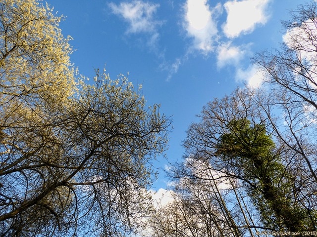 Au dessus de la cime des arbres, la Lune !