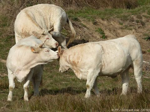 Confidences de vaches