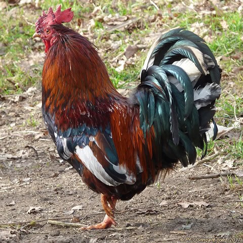 Coq sanguinaire côté face