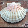 Coquille