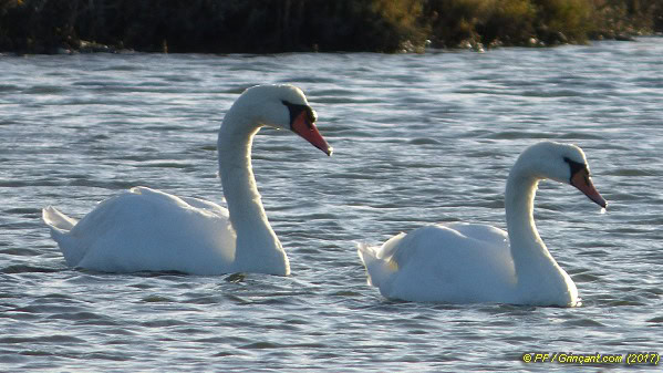 Deux cygnes dans des marais (France)