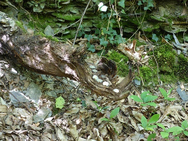 Mon obole pour remercier la forêt