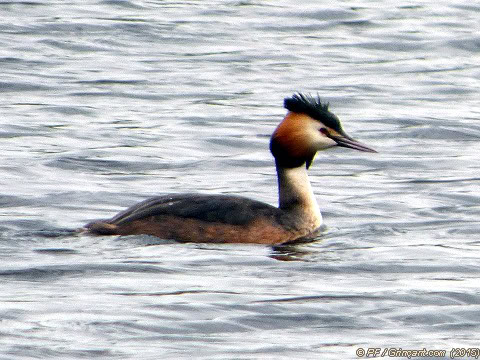 Forêt de la Corbière, oiseau 1 (16/04/2015)