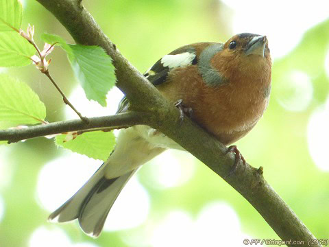 Forêt de la Corbière, oiseau 2 (16/04/2015)