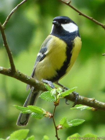 Forêt de la Corbière, oiseau 3 (16/04/2015)