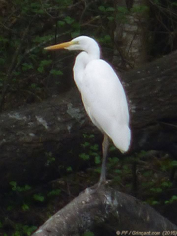 Forêt de la Corbière, oiseau 4 (16/04/2015)