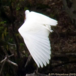 Forêt de la Corbière, oiseau 4 (16/04/2015)