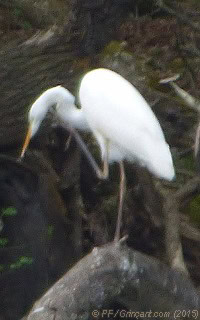 Héron blanc, ou Grande Aigrette, en train de téléphoner