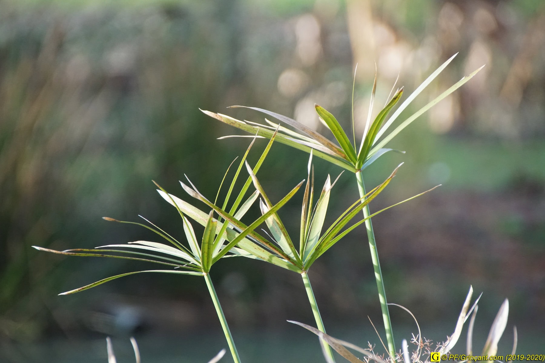 Photo plante (2019)