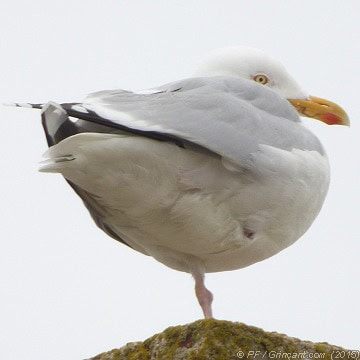 Mouette unijambiste