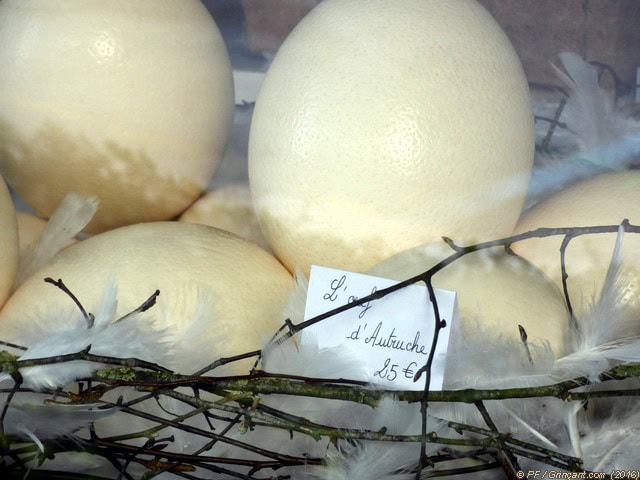 Nid d'oeufs d'autruche dans la vitrine d'un fleuriste