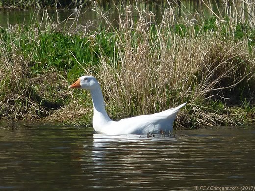 Oie blanche en milieu sauvage