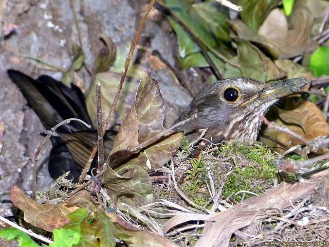 Oiseau dans son nid