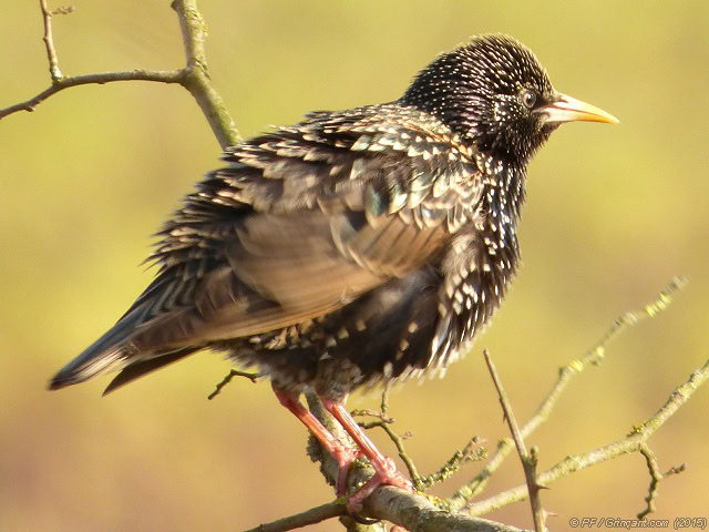 Oiseau en train de s'ébrouer sur sa branche