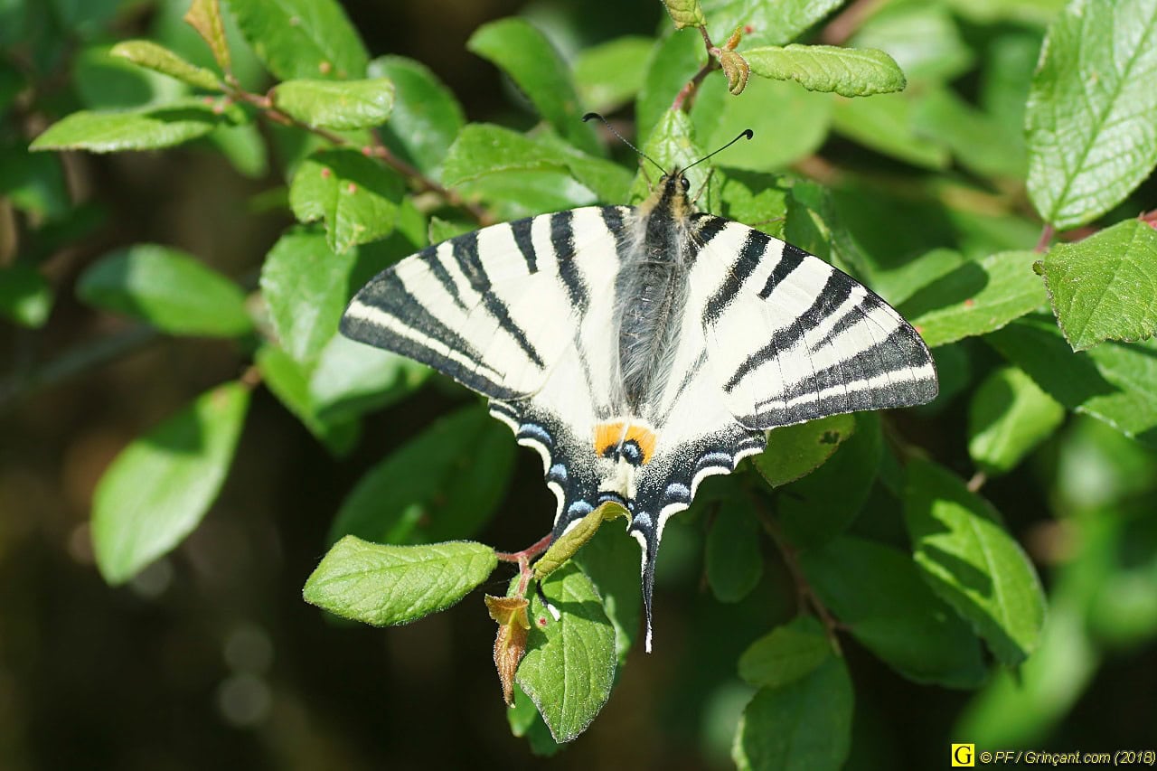 Papillon du mardi 24/04/2018