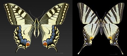 Papillion Machaon vs Flambé (planches Wikipédia)