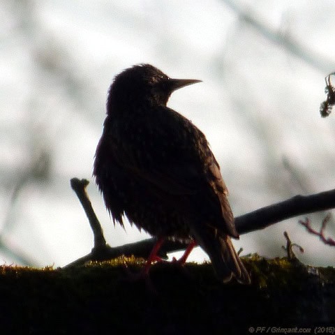 Noir et pénombre, un oiseau terroriste ? Oui, dirait l'expert !