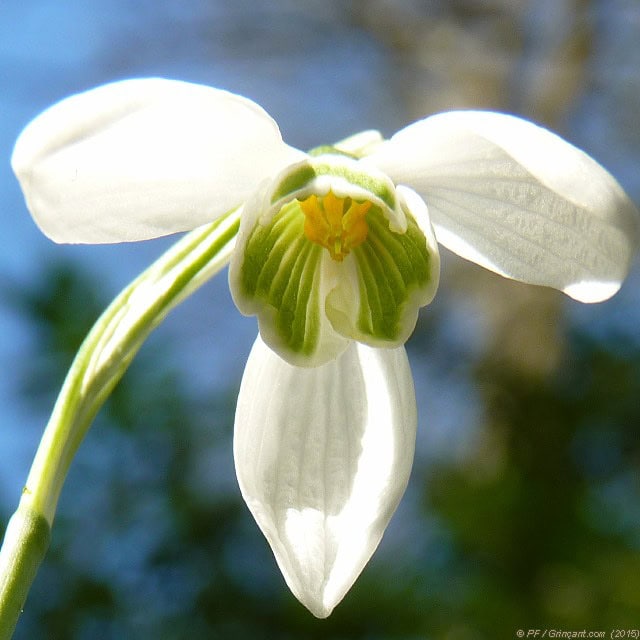Si j'était une abeille, vue de dessous d'un perce-neige