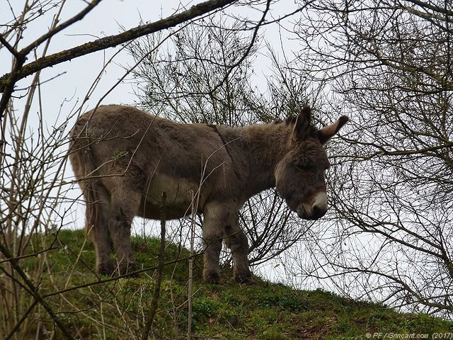 L'âne retiré de la politque, en haut de sa colline, le 04/01/2017