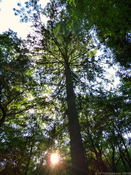 Pin douglas, forêt de La Corbière (35)