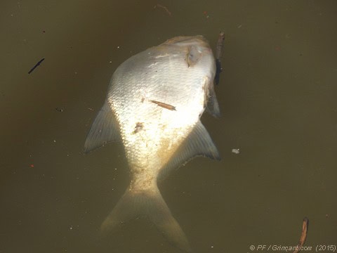 Poisson mort, canal Ille-et-Rance