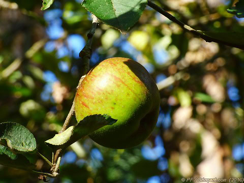 Pomme de pommier forestier