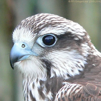 Rapace, Espace Rambouillet