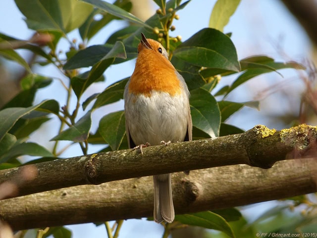 Rouge-gorge chantant