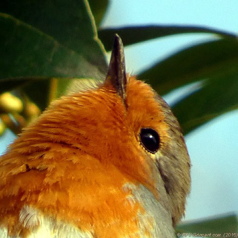 Rouge-gorge goguenard