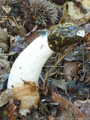 Satyre puant, Phallus Impudicus