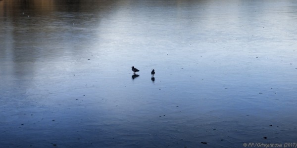 De la solitude des canards en hiver