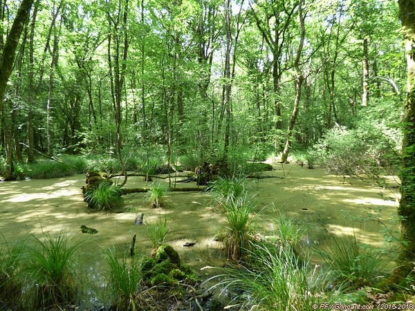 Mare naturelle en forêt – 25/05/2015