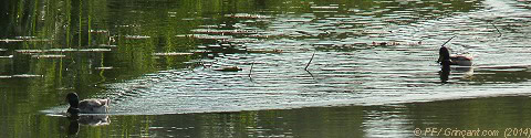 Un triangle dans le sillage des canards