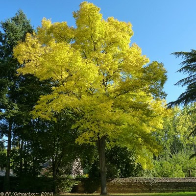 Un arbre à contempler